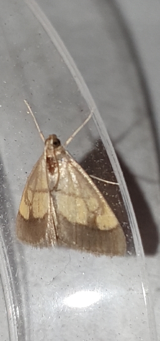 Evergestis limbata  - Melchior Viallet