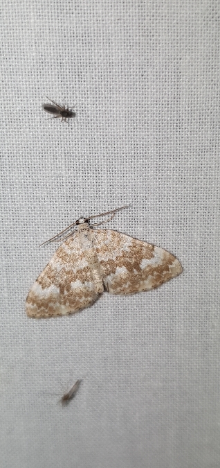 Perizoma flavofasciata  - Melchior Viallet