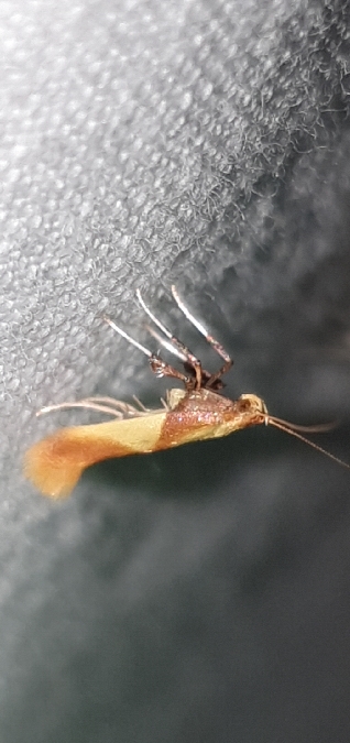 Caloptilia robustella  - Melchior Viallet