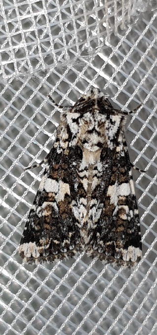 Hadena confusa  - Melchior Viallet