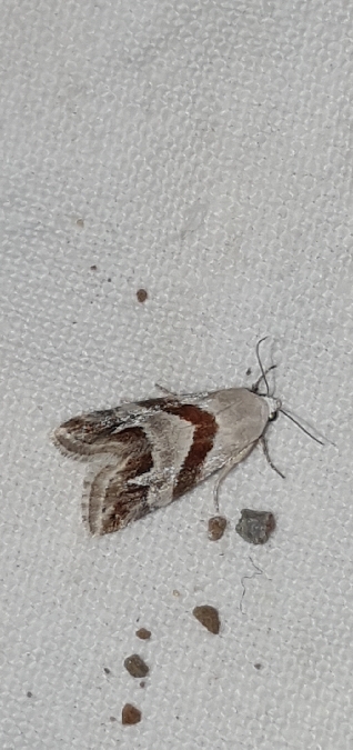 Eublemma candidana  - Melchior Viallet