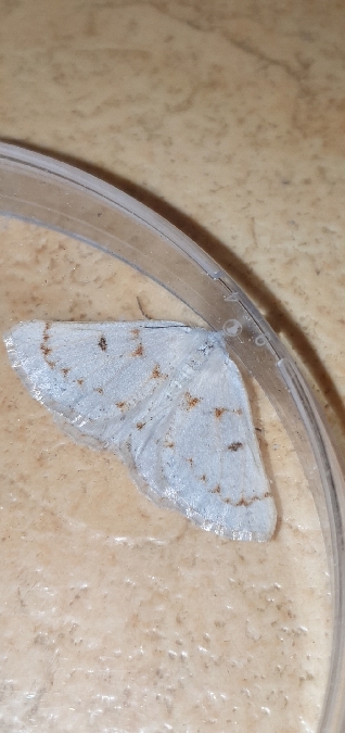 Dyscia penulataria  - Melchior Viallet