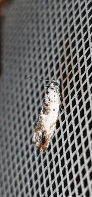 Ancylis laetana  - Melchior Viallet