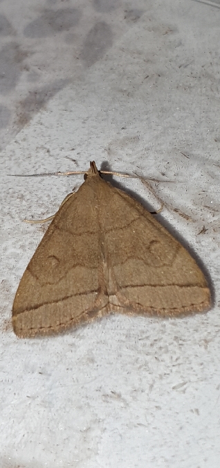 Herminia tarsipennalis  - Melchior Viallet