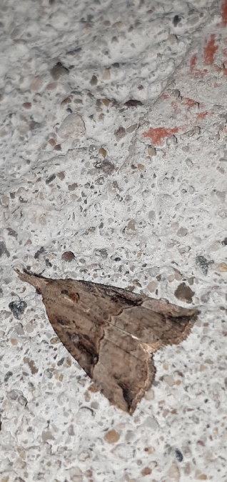 Hypena rostralis  - Melchior Viallet