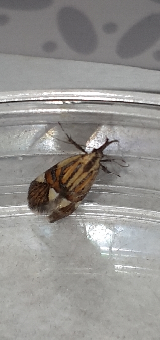Alabonia geoffrella  - Melchior Viallet