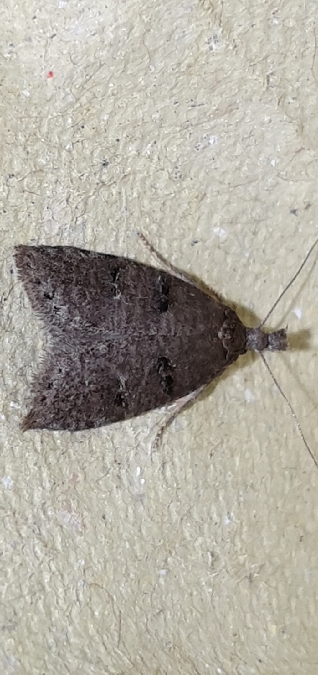 Luquetia lobella  - Melchior Viallet