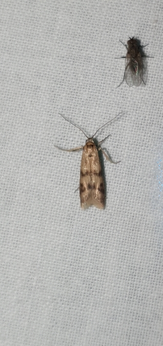 Homoeosoma sinuella  - Melchior Viallet