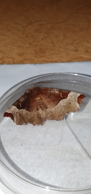 Selenia tetralunaria  - Melchior Viallet