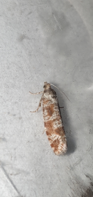 Rhyacionia pinivorana  - Melchior Viallet