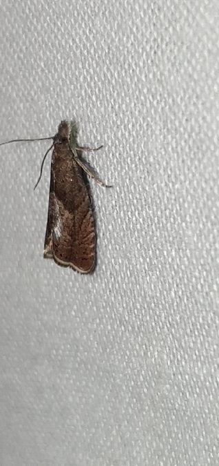 Dichrorampha acuminatana  - Melchior Viallet
