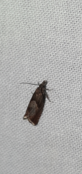 Dichrorampha acuminatana  - Melchior Viallet