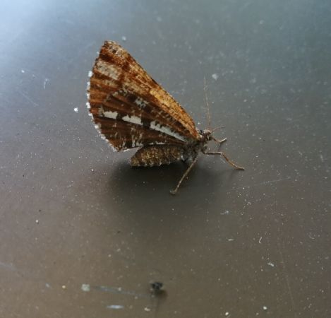 Bupalus piniaria  - Thomas Lux