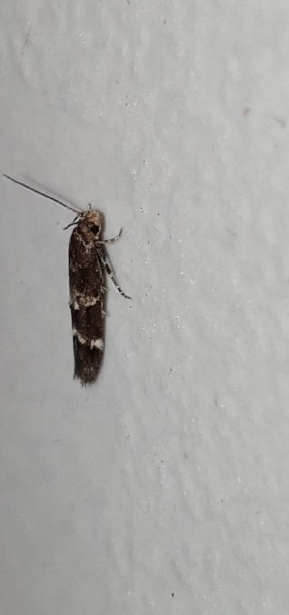 Mompha subbistrigella  - Melchior Viallet