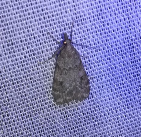 Eudonia lacustrata  - Thomas Lux
