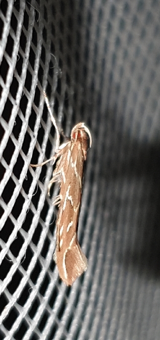 Pyroderces argyrogrammos  - Melchior Viallet