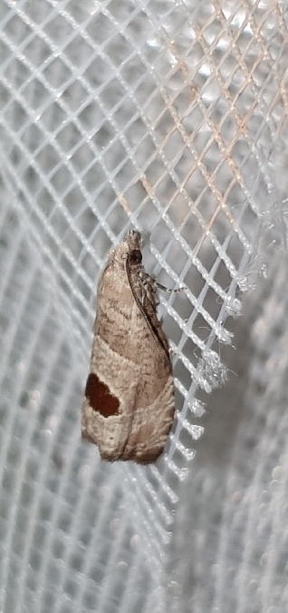 Notocelia uddmanniana  - Melchior Viallet