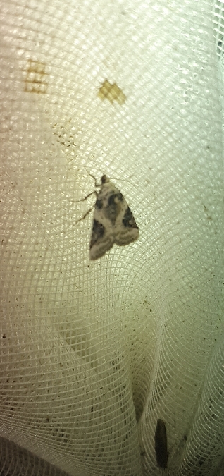 Pseudeustrotia candidula  - Melchior Viallet