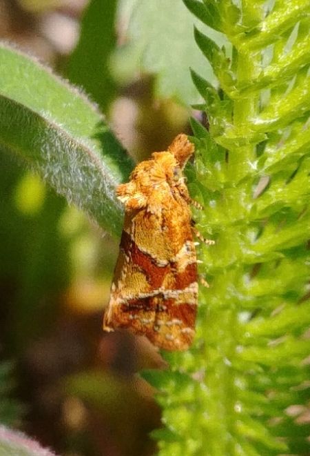 Aethes hartmanniana / piercei 
