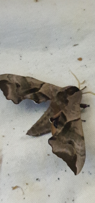 Sphinx demi-paon  - Melchior Viallet