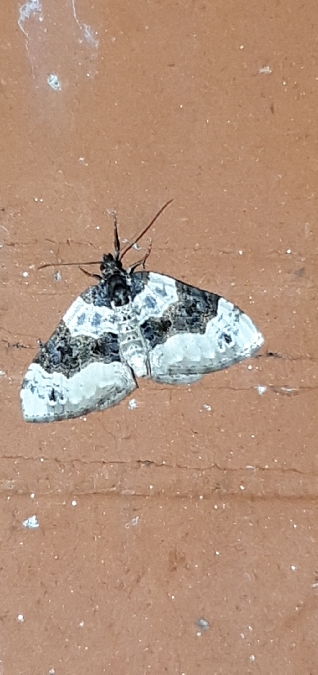 Lynx  - Melchior Viallet