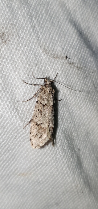 Diurnea fagella  - Melchior Viallet
