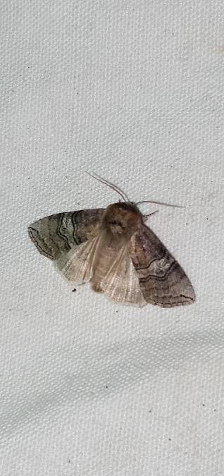 Octogésime  - Melchior Viallet