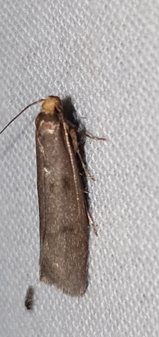 Agnoea flavifrontella  - Melchior Viallet