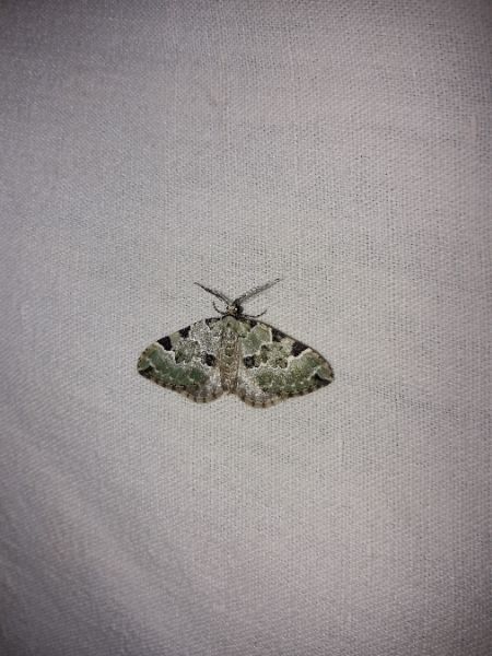 Colostygia pectinataria  - Sylvain Lethuillier