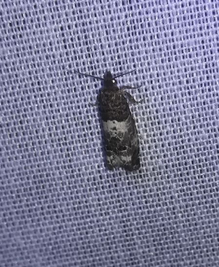 Notocelia trimaculana  - Thomas Lux