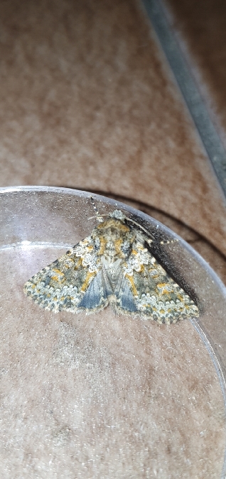 Hecatera dysodea  - Melchior Viallet
