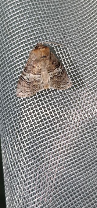 Octogésime  - Melchior Viallet