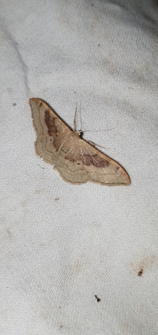 Acidalie dégénérée  - Melchior Viallet