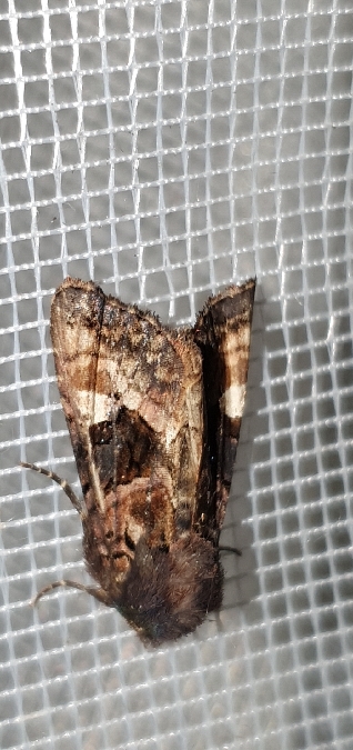 Euplexia lucipara  - Melchior Viallet