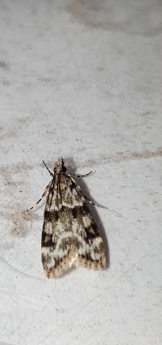 Eudonia delunella  - Melchior Viallet