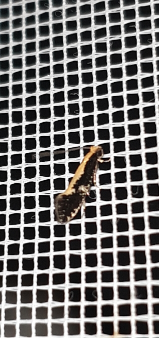 Monopis crocicapitella  - Melchior Viallet