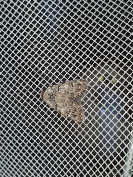 Meganola strigula  - Melchior Viallet