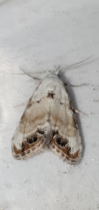Nola chlamitulalis  - Melchior Viallet