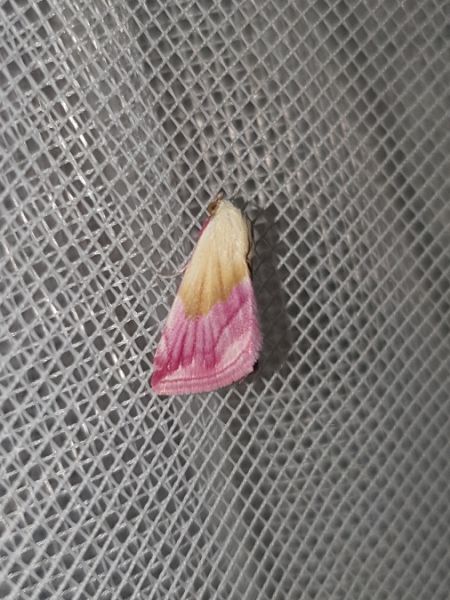 Noctuelle purpurine  - Melchior Viallet