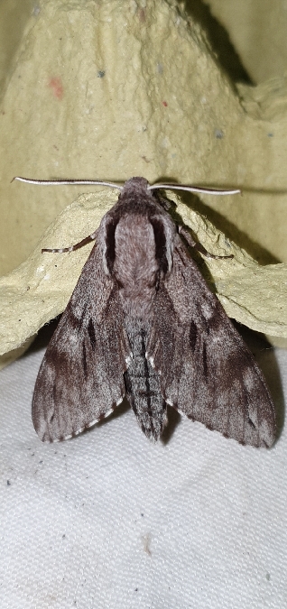 Sphinx mauresque  - Melchior Viallet