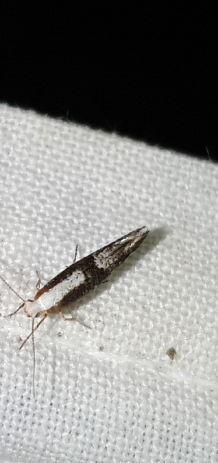 Argyresthia spinosella  - Melchior Viallet