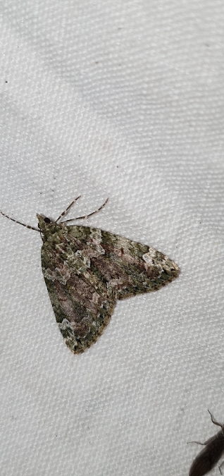 Chloroclysta siterata  - Melchior Viallet