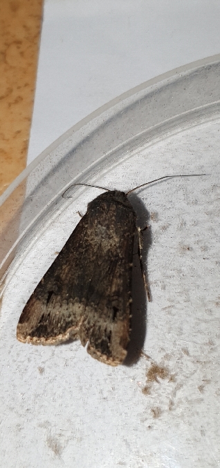 Noctuelle baignée  - Melchior Viallet