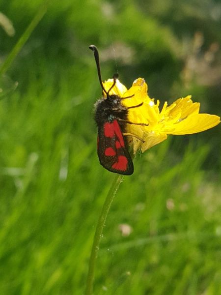 Zygène du lotier  - Melchior Viallet