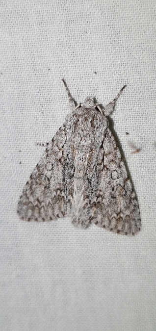 Acronicta aceris  - Melchior Viallet