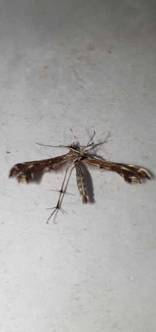 Oxyptilus pilosellae  - Melchior Viallet