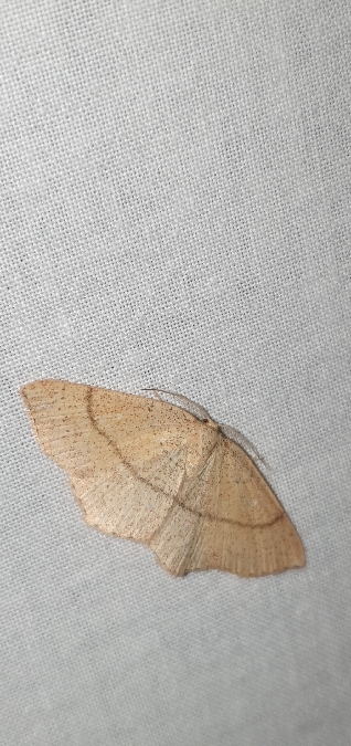 Cyclophora ruficiliaria  - Melchior Viallet