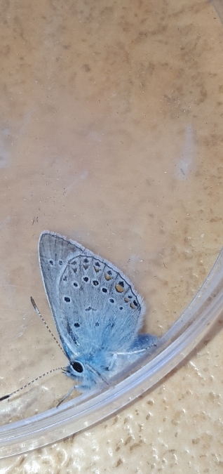 Azuré de la jarosse  - Melchior Viallet