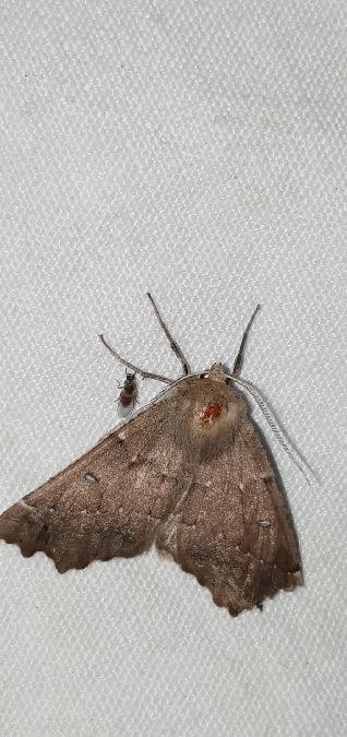 Odontopera bidentata  - Melchior Viallet