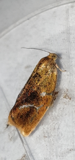 Ptycholoma lecheana  - Melchior Viallet